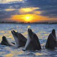 поющие дельфины